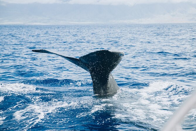 West Maui Snorkel & Sail From Maalaea Harbor - Notable Features and Attractions