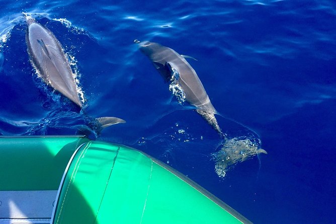 West Maui Snorkeling Experience by Boat From Kaanapali - Just The Basics