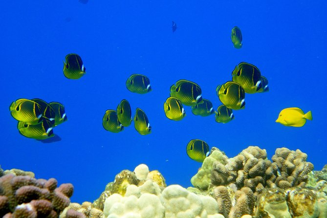 West Maui Snorkeling Experience by Boat From Kaanapali - Exploring the Underwater Wonders