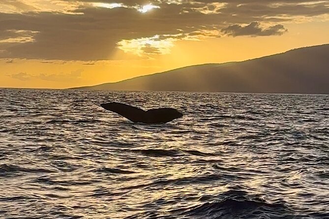West Maui Sunset Whale Watch - Tour Experience and Highlights