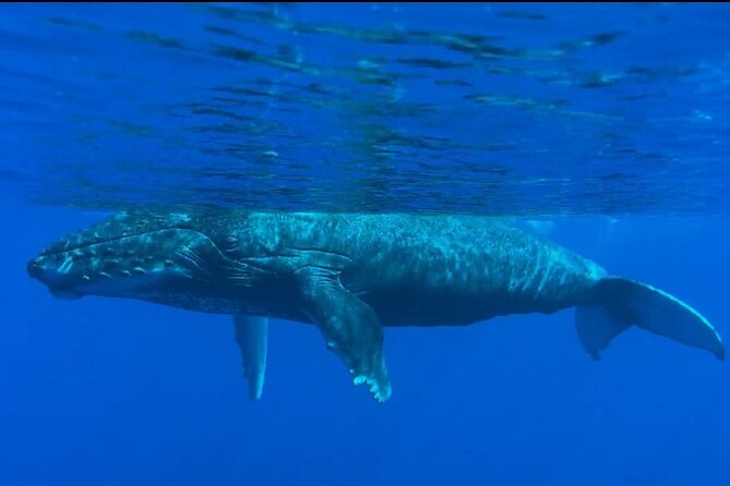 West Maui Sunset Whale Watch - Knowledgeable and Passionate Guides