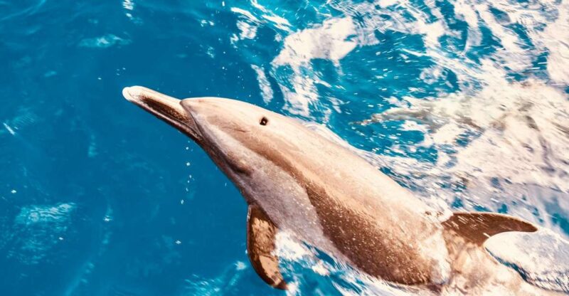 West Oahu: Dolphin Watching and Snorkeling Catamaran Cruise - Language Options