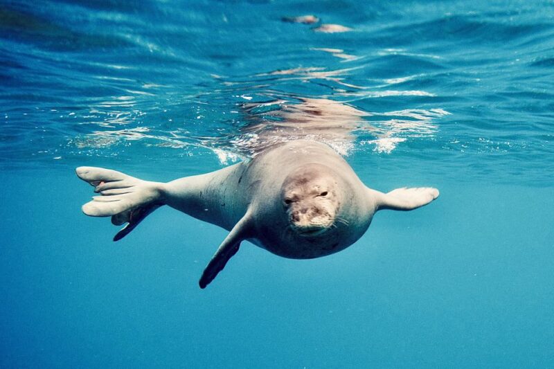 West Oahu: Dolphin Watching and Snorkeling Catamaran Cruise - Wildlife Viewing Highlights