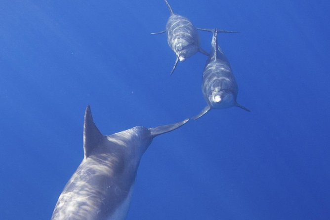 West Oahu Hawaiian Green Sea Turtle, Dolphin Snorkel Sail W Lunch - Snorkeling Experience