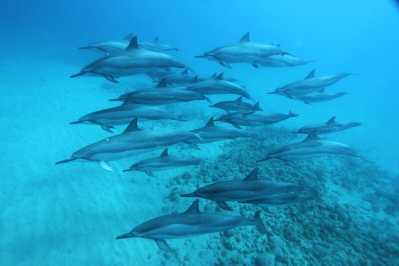 West Oahu: Swim With Dolphins Catamaran Cruise - Inclusions and Amenities