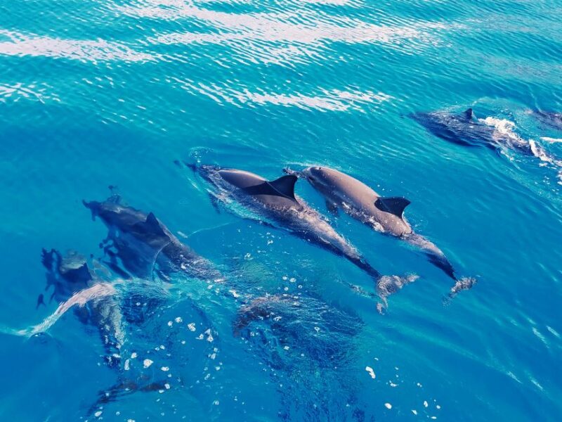 West Oahu: Swim With Dolphins Catamaran Cruise - Customer Reviews and Ratings