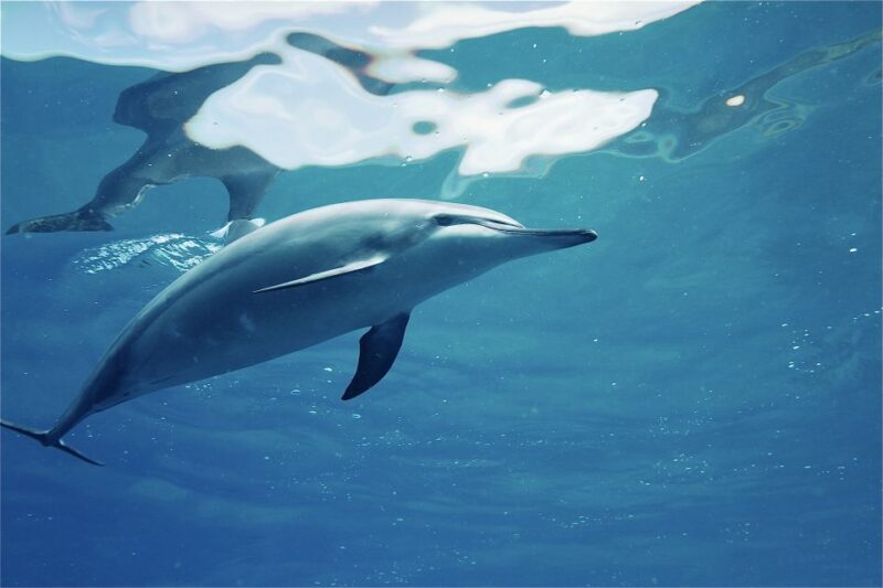 West Oahu: Swim With Dolphins Catamaran Cruise - Catamaran Vessel Details