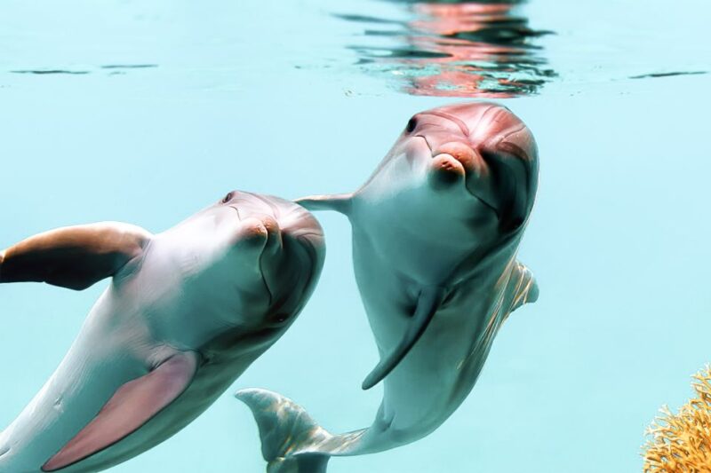 West Oahu: Turtles, Dolphins, and Snorkeling Tour With Lunch - Itinerary and Activities