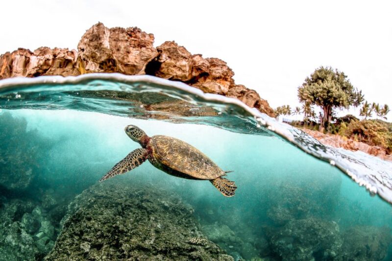 West Oahu: Turtles, Dolphins, and Snorkeling Tour With Lunch - Food and Beverages