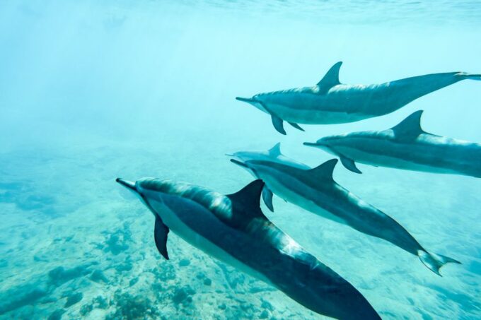 West Oahu: Turtles, Dolphins, and Snorkeling Tour With Lunch - Customer Reviews and Ratings