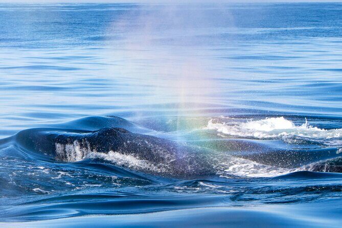 West Oahu Whale Watch & Turtle Snorkel with Whale Guarantee - Introduction
