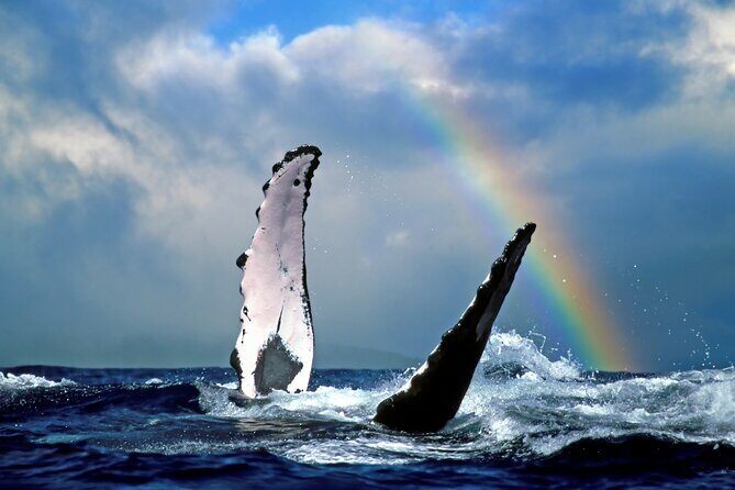 West Oahu Whale Watch & Turtle Snorkel with Whale Guarantee - An Honest Look at the Experience