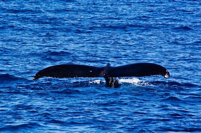 West Oahu Whale Watch & Turtle Snorkel with Whale Guarantee - The Sum Up