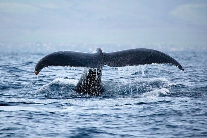 West Oahu Whale-Watching Excursion - Meeting and Pickup Logistics