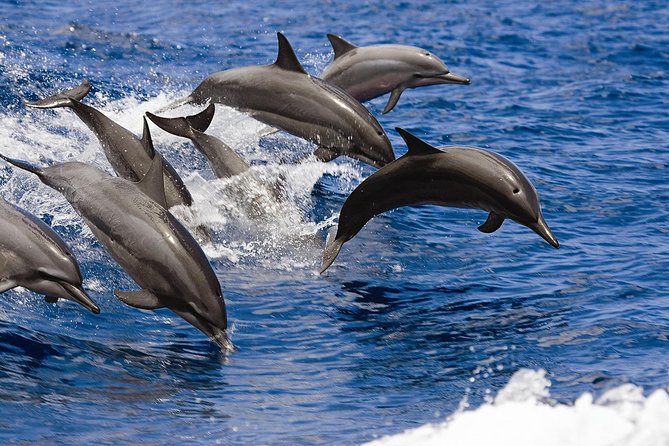 West Oahu Whale-Watching Excursion - Pricing and Lowest Price Guarantee
