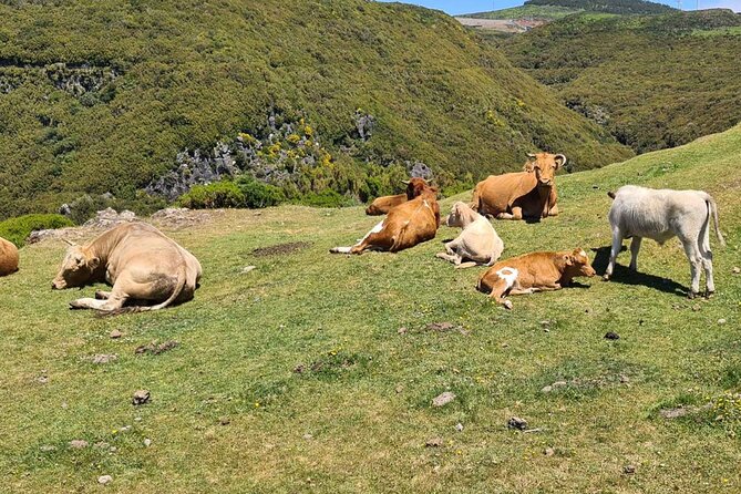 West of Madeira Private Half-Day Tour - Avoiding Crowds and Personalized Attention