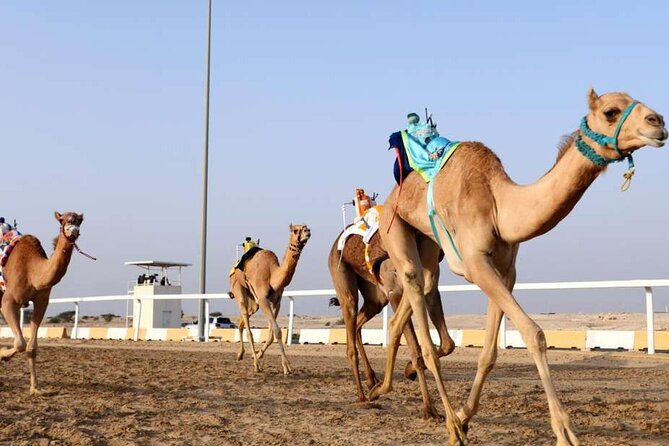 West Of Qatar, Mushroom Rocks, Camel Racing Track, Richard Serra - Customer Feedback