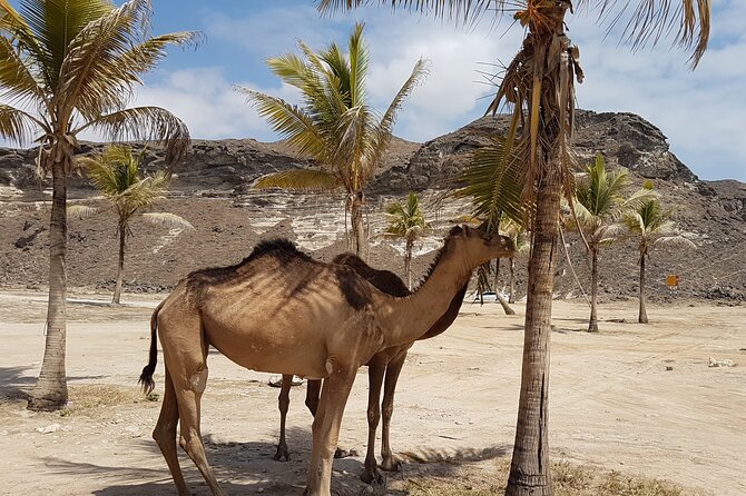 West Salalah Safari - Caribbean of the Orient - Mughsail, Fazayah - Additional Details