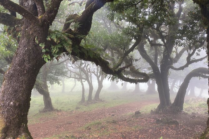 West Side Private Full Day Madeira Tour (Mercedes Viano/Vito) - Tour Details