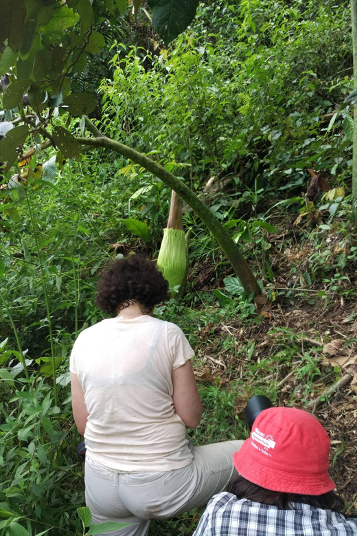 West Sumatra : Rafflesia Biggest Flower in the Planet Tour - Key Points