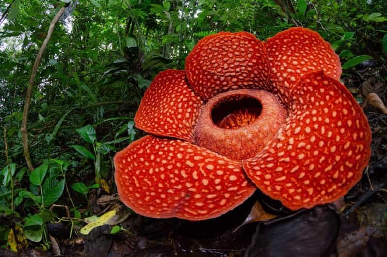 West Sumatra : Rafflesia Biggest Flower in the Planet Tour - Price and Duration