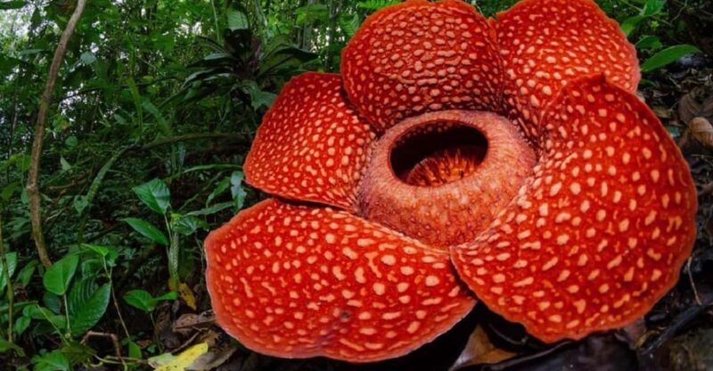 West Sumatra : Rafflesia Biggest Flower in the Planet Tour - Pickup and Cancellation