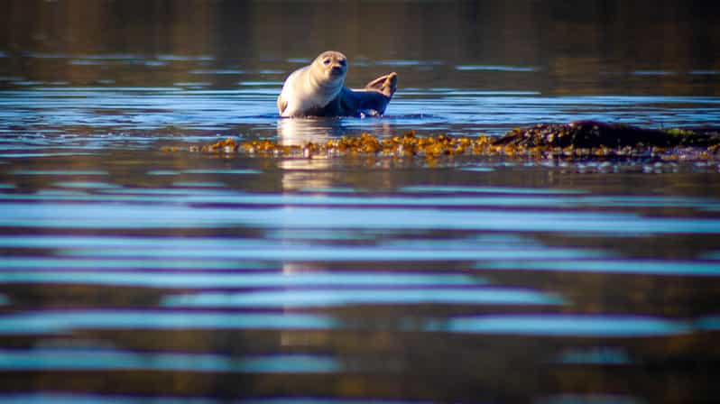 West Sweden: Paddle With Seals - Wildlife Experience