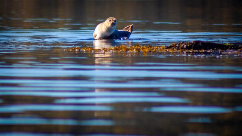 West Sweden: Paddle With Seals - Location and Environment