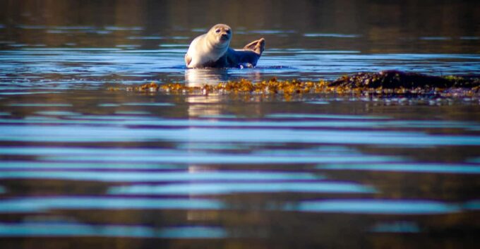 West Sweden: Paddle With Seals - Dining Options