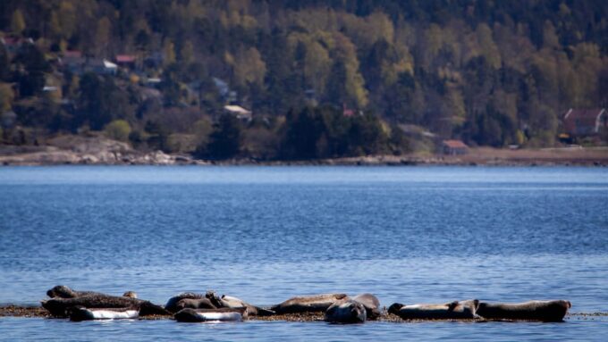 West Sweden: Paddle With Seals - Pricing and Availability
