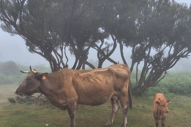 West Tour of Madeira Small Group Local Guide - Pricing and Cancellation Policy