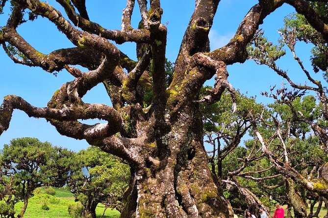 West Tour of Madeira Small Group Local Guide - Discover UNESCO World Heritage Site