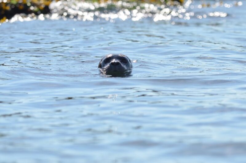 West Vancouver: Howe Sound and Bowen Speedboat Tour - Participant Information