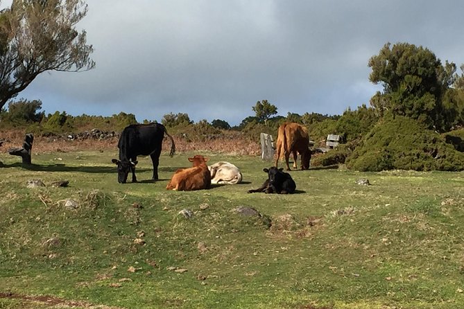 West Volcanic Pools & Unesco 4x4 Tour - Tour Details and Inclusions