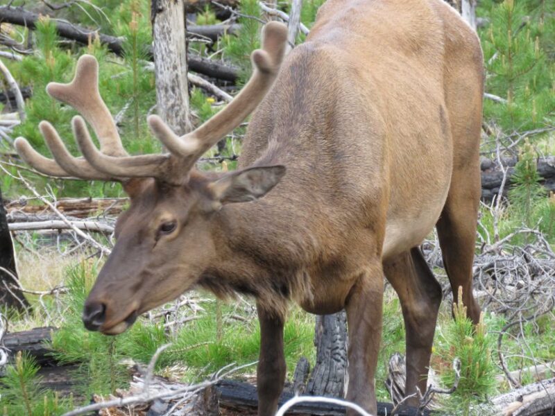 West Yellowstone: Yellowstone Day Tour Including Entry Fee - Key Points