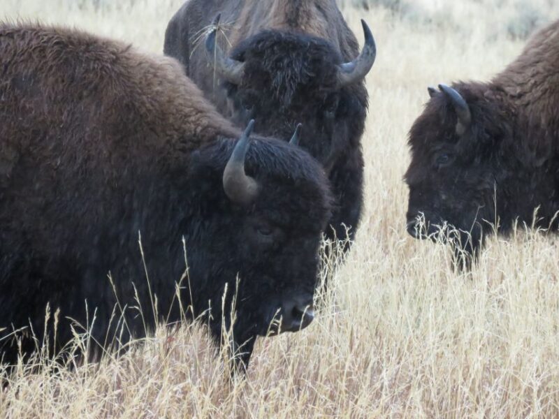 West Yellowstone: Yellowstone Day Tour Including Entry Fee - Included Amenities
