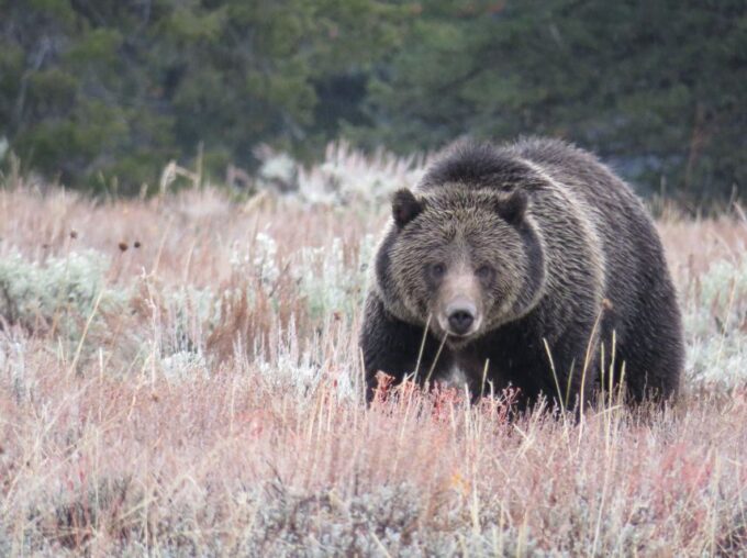 West Yellowstone: Yellowstone Day Tour Including Entry Fee - Frequently Asked Questions