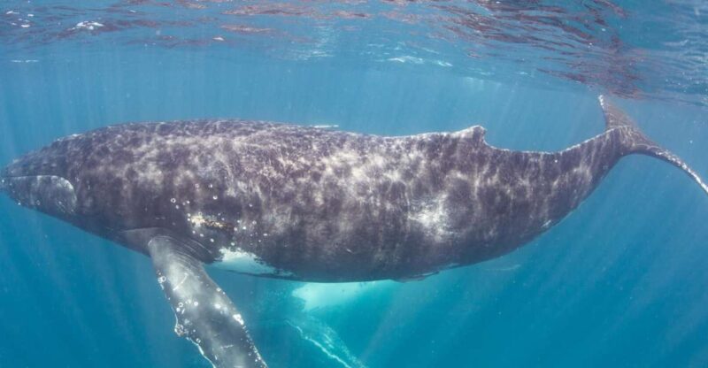 Western Australia: Swim With Humpback Whales - Tour Details
