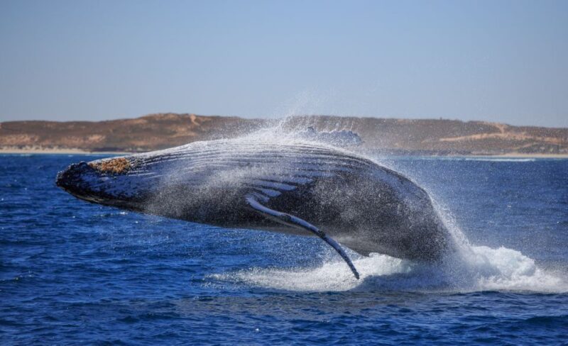 Western Australia: Swim With Humpback Whales - Included Services