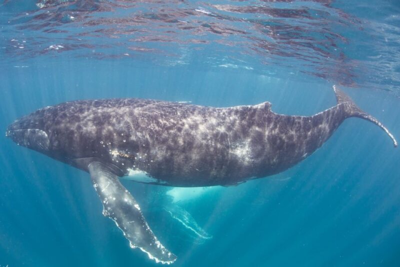 Western Australia: Swim With Humpback Whales - Exploring Ningaloo Reef