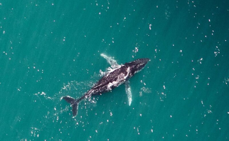 Western Australia: Swim With Humpback Whales - Encountering Marine Life