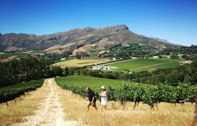 Western Cape: Winelands Tasting and Cellar Tour With Guide - Suitability