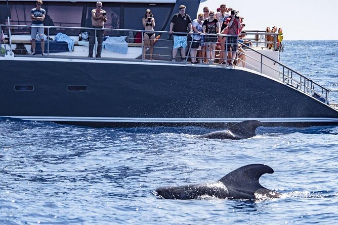 Western Tenerife Cruise With Lunch and Open Bar - Pickup and Drop-off Service