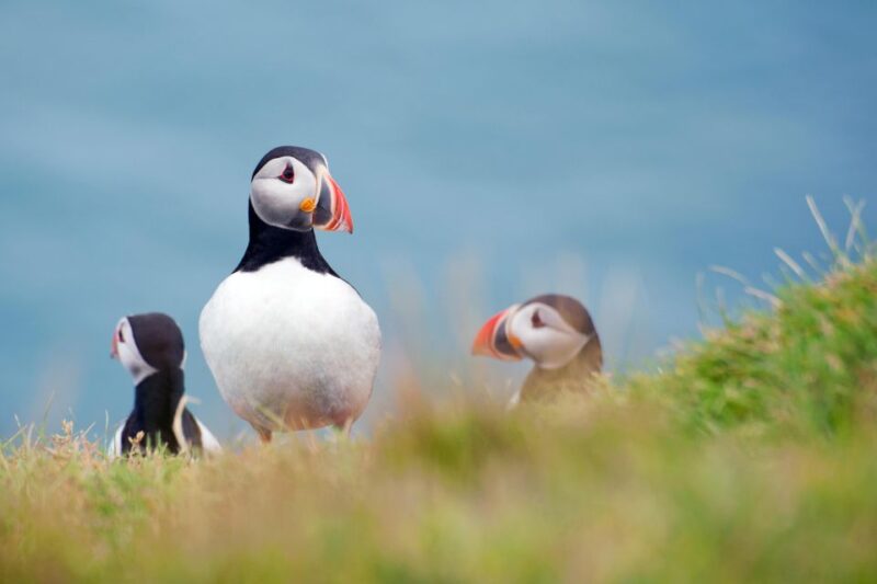 Westman Islands Day Tour From Reykjavik - Key Points