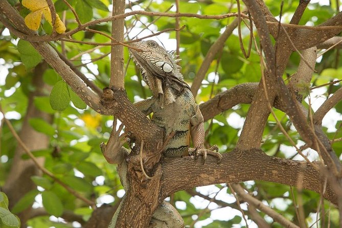 Wet Forest Tour - Machalilla National Park - Key Points