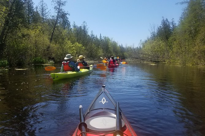 Wetlands Kayak Tour - Wildlife Spotting Opportunities