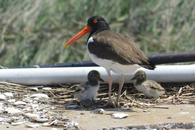 Wetlands Safari Cruise (Birding By Boat) - Key Points