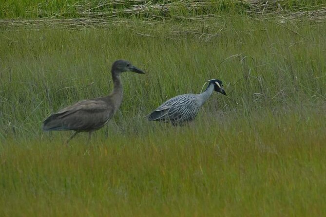 Wetlands Safari Cruise (Birding By Boat) - Tour Details and Highlights