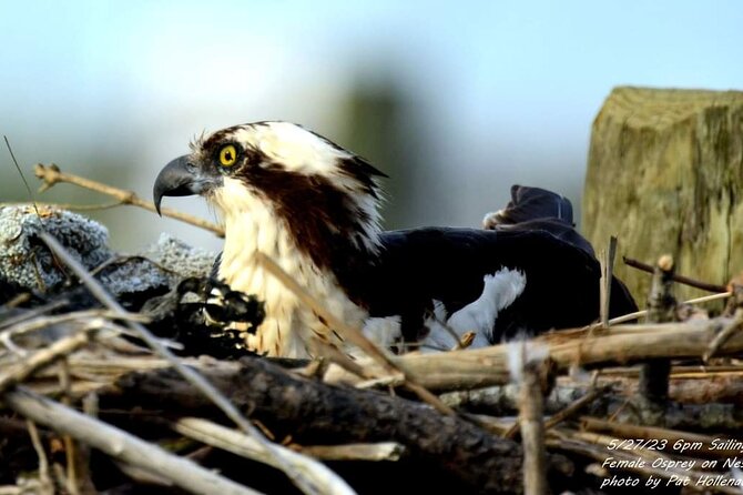 Wetlands Safari Cruise (Birding By Boat) - Exploring the Birding Opportunities