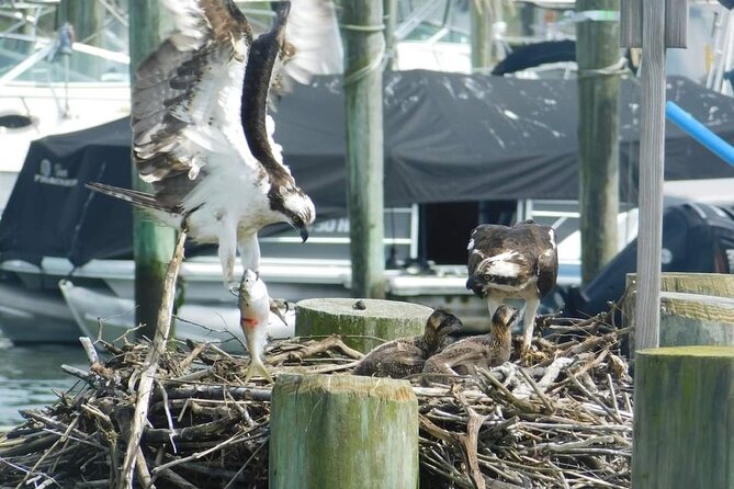 Wetlands Safari Cruise (Birding By Boat) - What to Expect on the Tour